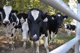UT Extension announces 2014 Master Dairy Producer training
