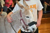 Donkey Basketball, Jan 20, 2014