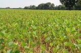 Tennessee Grain and Soybean Producers Conference, Feb 6, 2014