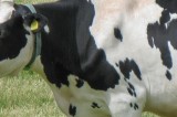 America’s veterinarians congratulate Congress on passage of Farm Bill America’s veterinarians congratulate Congress on passage of Farm Bill