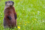 Punxsutawney Phil Spooked Once More