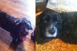 REWARD! – TWO LOST DOGS – DANDRIDGE AREA REWARD! – TWO LOST DOGS – DANDRIDGE AREA