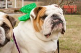 Happy Saint Patrick’s Day Happy Saint Patrick’s Day