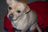 Annie is a 2 year old female Chihuahua mix Annie is a 2 year old female Chihuahua mix