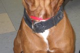 Bandit is a 2 yr old Male Rottweiler/Lab mix Bandit is a 2 yr old Male Rottweiler/Lab mix
