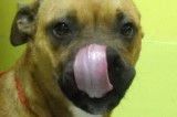 Bonnie is an 11 mo old female Boxer mix Bonnie is an 11 mo old female Boxer mix