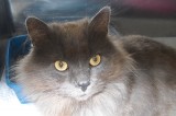 Dusty is a 1 year old male Domestic Long Hair Cat Dusty is a 1 year old male Domestic Long Hair Cat