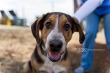 Hailey is 7 months old and has also been spayed already Hailey is 7 months old and has also been spayed already