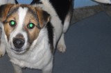 Lennox is a 5 month old male Hound/Terrier mix Lennox is a 5 month old male Hound/Terrier mix