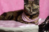 Penelope is 3 yrs old (already spayed) and has been residing here since September Penelope is 3 yrs old (already spayed) and has been residing here since September