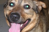 Sheba is a 3 yr old spayed female Shepard mix. Sheba is a 3 yr old spayed female Shepard mix.