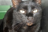 Skeeter is a 5 yr old neutered male Skeeter is a 5 yr old neutered male