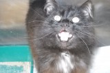 Tar is a 1 year old male Tar is a 1 year old male