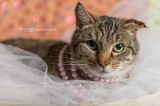 Fantasia is a 3-Year-Old Spayed Cat