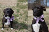Suki is a 1 1/2-Year-Old Spayed Female Pit Bull Mix Suki is a 1 1/2-Year-Old Spayed Female Pit Bull Mix