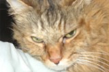 Letty is a 6 yr old spayed female Letty is a 6 yr old spayed female