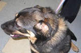 Sawyer is an 8 mo old neutered male Shepard mix. Sawyer is an 8 mo old neutered male Shepard mix.