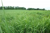 Switchgrass for fuel and forage