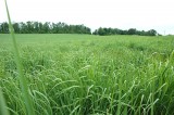 Switchgrass for fuel and forage Switchgrass for fuel and forage