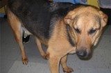 Harold is a 2-Year-Old Neutered Male Shepard Mix
