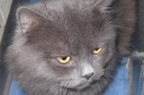 Mortimer is a Two-Year-Old Neutered Male Cat Mortimer is a Two-Year-Old Neutered Male Cat
