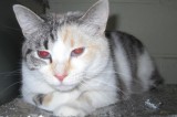 Sweet Pea is an 18-Month-Old Spayed Female Cat