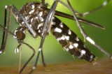 Travelers Urged to Protect Themselves from Mosquitoes