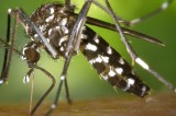 TDH Seeks To Raise Awareness About Chikungunya TDH Seeks To Raise Awareness About Chikungunya