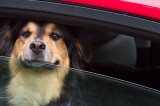 8 Things you can do to protect your dog in the summer 8 Things you can do to protect your dog in the summer