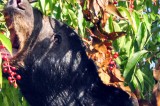 Teen Attacked By Black Bear While Sleeping