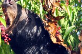 Teen Attacked By Black Bear While Sleeping Teen Attacked By Black Bear While Sleeping
