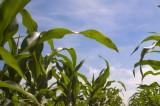 TWRA Leasing Dove Fields for 2024 Season TWRA Leasing Dove Fields for 2024 Season