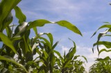 More than Pumpkins to Pick on Local Farms This Fall