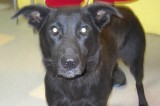 Ellie is a Two-Year-Old Spayed Female Lab Mix