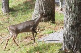 Tennessee Highway Patrol Urges Motorists to Watch Out for Deer