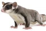The Parrot-Wood Memorial Library Invites Children of All Ages to  Come and Learn About Sugar Gliders and More on Tuesday, September 23, 2014 at 4:30 pm.