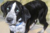 Herschel is a 4 1/2-Month-Old Male Heeler Mix Dog
