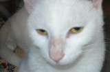 Q Tip is a 10-Month-Old Female Cat Q Tip is a 10-Month-Old Female Cat