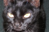 Molly is a 2-Year-Old Spayed Female Cat Molly is a 2-Year-Old Spayed Female Cat