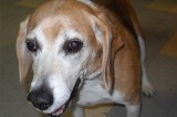 Shiloh is a 5-Year-Old Neutered Male Beagle Mix