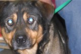 Diesel is a 2 1/2 Year Old Male Shepard/Rottweiler Mix