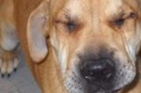 Molly is a 6 mo Old Shar Pei/Hound Mix Molly is a 6 mo Old Shar Pei/Hound Mix