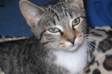 Oscar is an 8 mo old neutered male Oscar is an 8 mo old neutered male