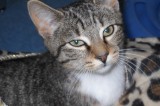 Oscar is an 8 mo old neutered male