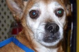 Avery is an 8 yr Old Neutered Male Chihuahua/Terrier Mix