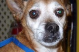 Avery is an 8 yr Old Neutered Male Chihuahua/Terrier Mix Avery is an 8 yr Old Neutered Male Chihuahua/Terrier Mix
