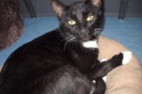 Snickers is a 2-1/2 Year old Neutered Male