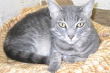 Princess is a 2-Year-Old Spayed Female Cat