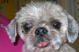 Willie is a 9-Year-Old Neutered Male Shih Tzu