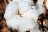Tennessee’s Annual Cotton Focus Scheduled for February 12